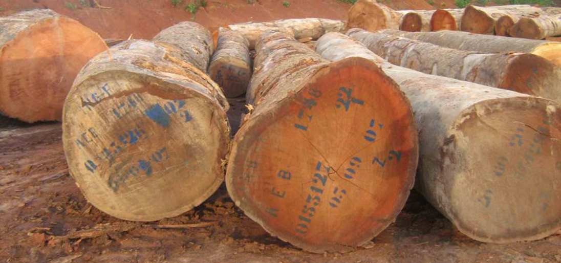 Bubinga african round logs