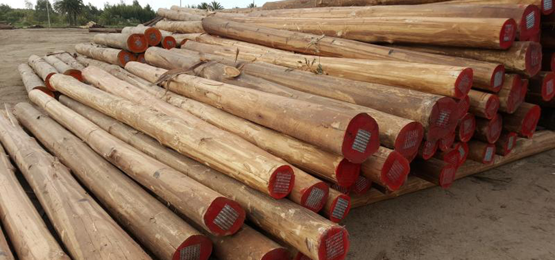 Eucaliptus Logs