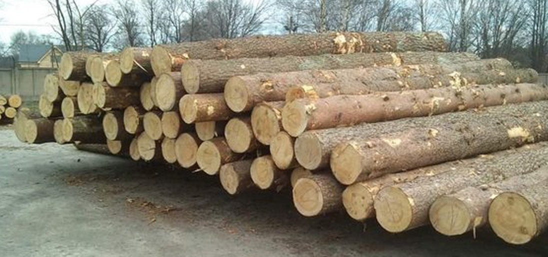 spruce logs
