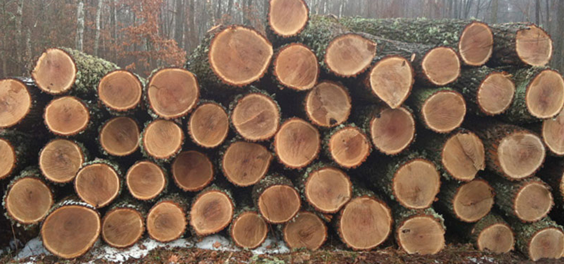 red oak logs